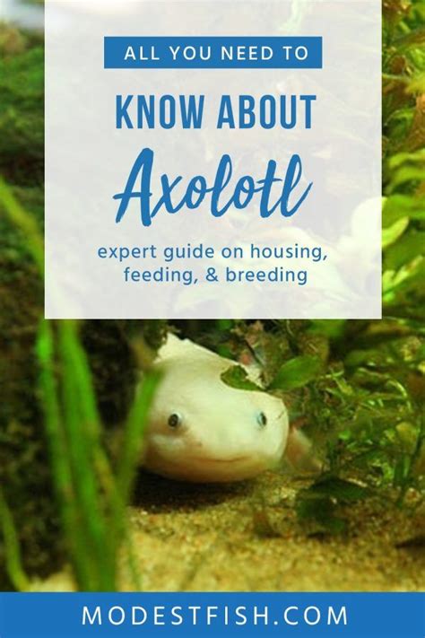 Axolotl Care Guide & Habitat Setup For Beginners.